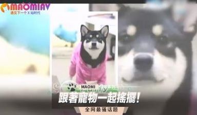 跟着宠物一起摇摆！