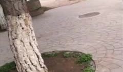 最近网络疯传红人浆果儿,人来人往公园露出口交。