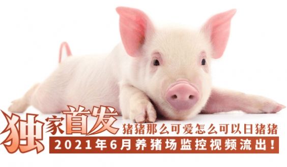 【独家首发】2021年6月养猪场监控视频流出！！