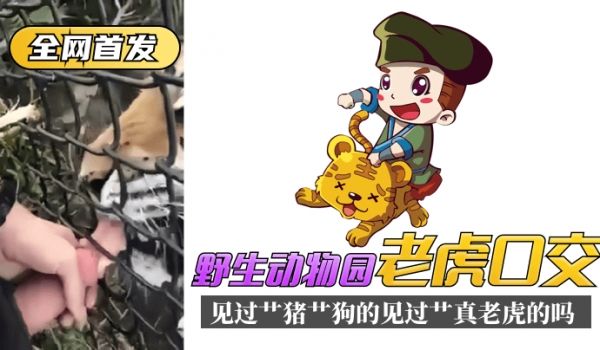 【全网首发】野生动物园“老虎口交”见过艹猪艹狗的