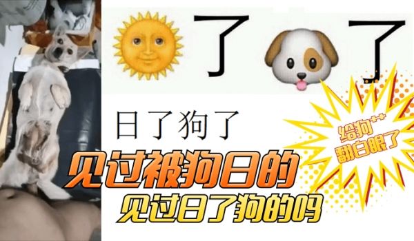 【卧槽，给狗艹翻白眼了】见过被狗日的！见过日了狗