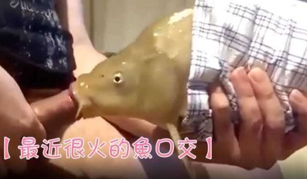 【最近很火的鱼口交】鱼都被迫下海了吗