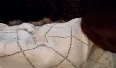 小胖哥操小妹叫声不断!