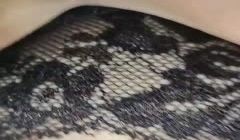 近距离观赏小穴。