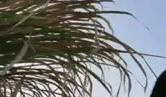 荒郊野外激情打炮，露脸颜值不错被大哥无套抽插