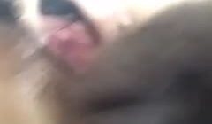 泰迪就这样被带坏了