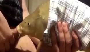 【最近很火的鱼口交】鱼都被迫下海了吗