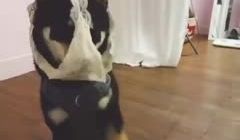 丁字裤标准穿法，真香