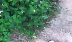 【在线】邻家小妹型女主播户外勾搭四眼仔野战刚插入
