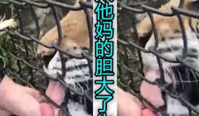 外国狠人让老虎给他口交牛逼