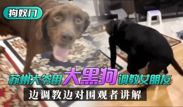 【苏州“狗奴门”】苏州大爷用大黑狗调教女朋友，边