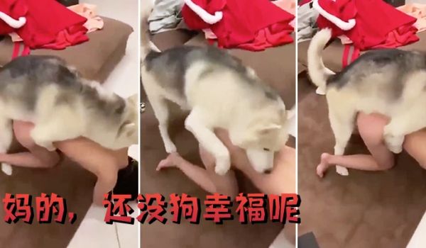 妈的还没狗幸福呢