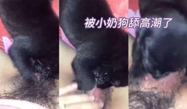 被小狗舔到高潮