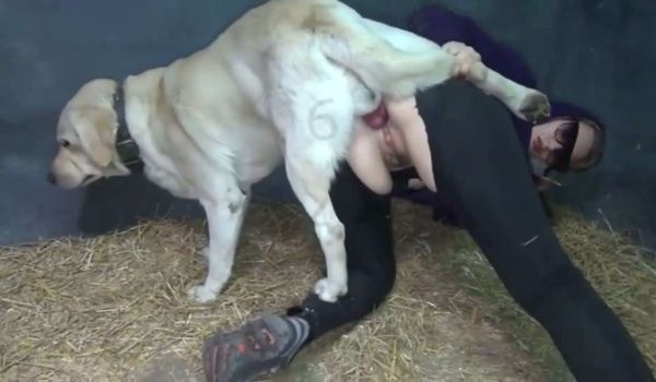 女人和猪pig狗dog