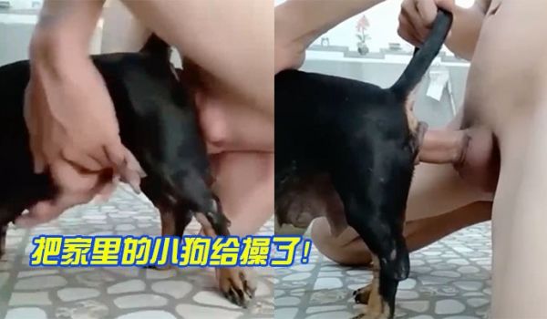 把家里小狗操了