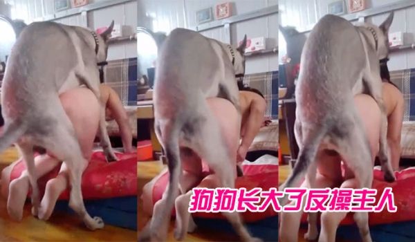 狗狗长大了反操主人