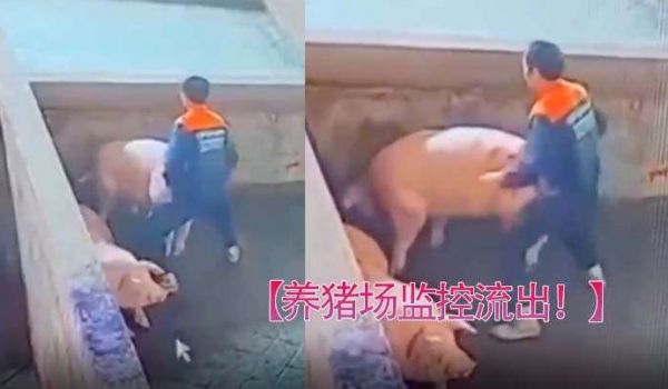 养猪场监控流出只要有洞就可以草