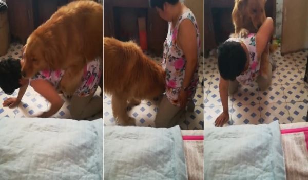 熟女让狗子操她逼逼