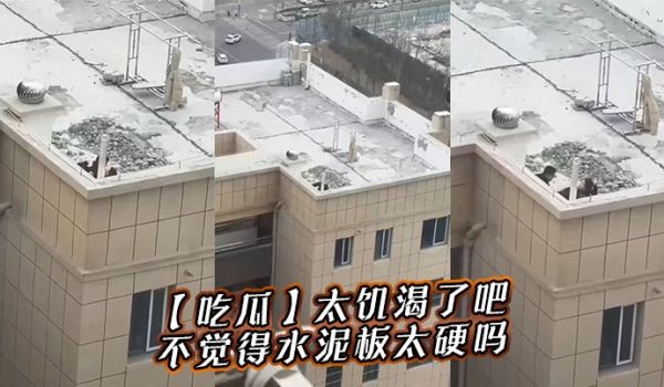 【吃瓜】太饥渴了吧，不觉得水泥板太硬吗