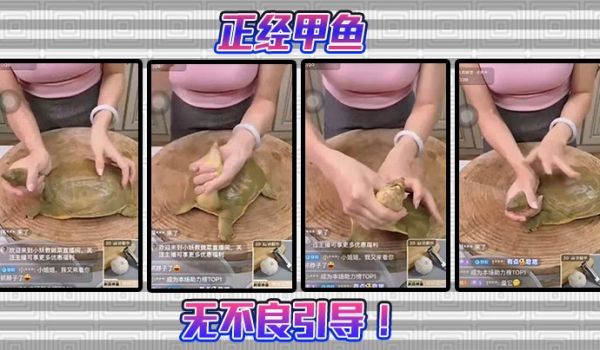 【猎奇】正经甲鱼无不良引导 ！